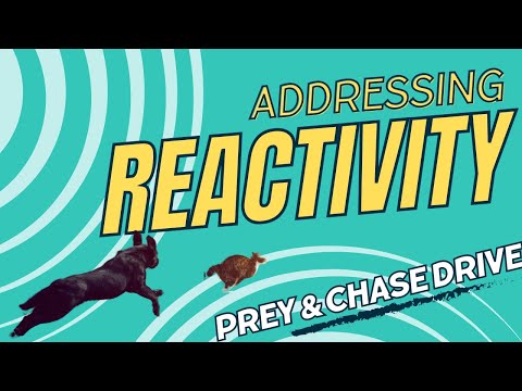 Reactivity  Prey &amp; Chase Drive video thumbnail