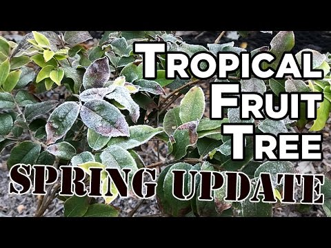 spring-update:-sf-bay-area-tropical-fruit-tree-experiment