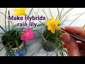 How rain lily hybrids are made?/cross pollination कैसे करे/ Zephyranthes lily