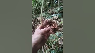 Đào #sâm rừng trên dãy Tây Côn Lĩnh, #sâm_lai_châu_rừng gen #sâm_ngọc_linh là sâm tốt nhứt thế giới