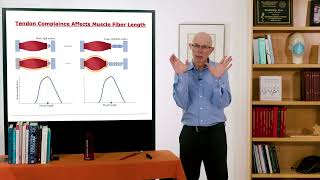 Lecture 5.4: Putting it All Together to Model Muscle-Tendon Force