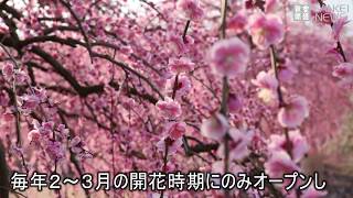 美しきにっぽん「しだれ梅」　三重県鈴鹿市「鈴鹿の森庭園」