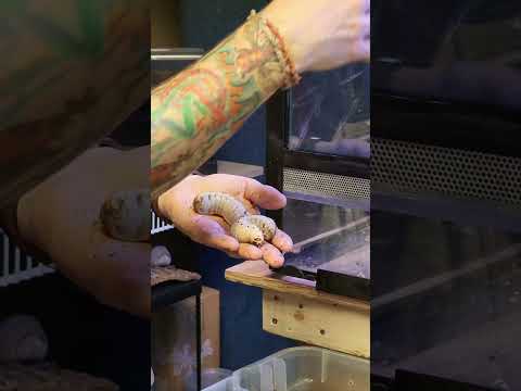 AVIEZ-VOUS VU 🙈 MA DERNIÈRE VIDÉO 🤔 EN QUOI VONT SE TRANSFORMER CES LARVES ? 🐛🦋🪲#terrario #terrarium