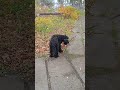#dog #black #really  !!! #very #big #lifeguard