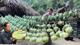 Harvesting cabbage, Pork cabbage rolls recipe, Cooking, Vàng Hoa