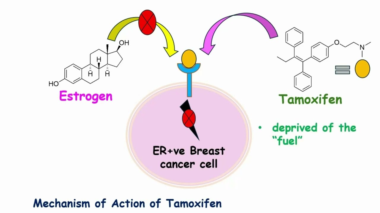 How Tamoxifen (Breast Cancer Drug) Works: Mechanism of Action Explained