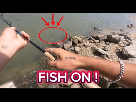 This LAND BASED spot holds some BIG FISH!(Galveston Tx)