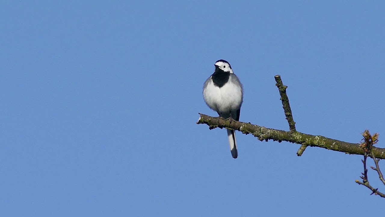 Hvid Vipstjert / White Wagtail (Motacilla alba)