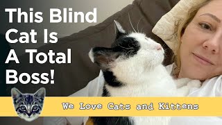 Three Special Cats Overcame All Odds, But Their Unbreakable Bond Will Melt You! by Cats and Kittens 527 views 2 days ago 3 minutes, 35 seconds