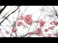 桜/河口恭吾(Si-to's Cover)