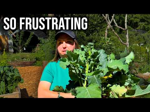 SO DISAPPOINTING.. JUNE GARDEN TOUR & HARVEST