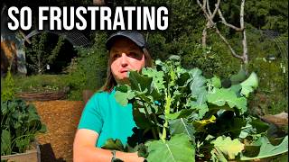 SO DISAPPOINTING.. JUNE GARDEN TOUR & HARVEST