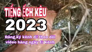 Download Lagu TIẾNG ẾCH KÊU 2023  - SĂN BẮT ẾCH MƯA ĐẦU MÙA MP3