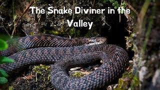 Jewish Chassidic Story time #8 - Whispering to the Deaf Viper | Shalom Bayis with the Apter Rav