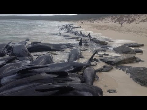 Video: More Than 150 Whales Washed Ashore In Australia - Alternative View