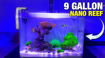 Setting Up My New Nano Reef: Care, Corals, and Amazing Layout!