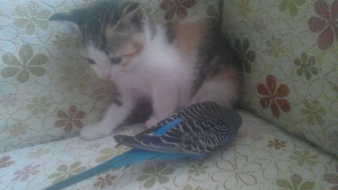 MUHABBET KUŞU VE KEDİ YAVRSUNUN OYUNU YouTube