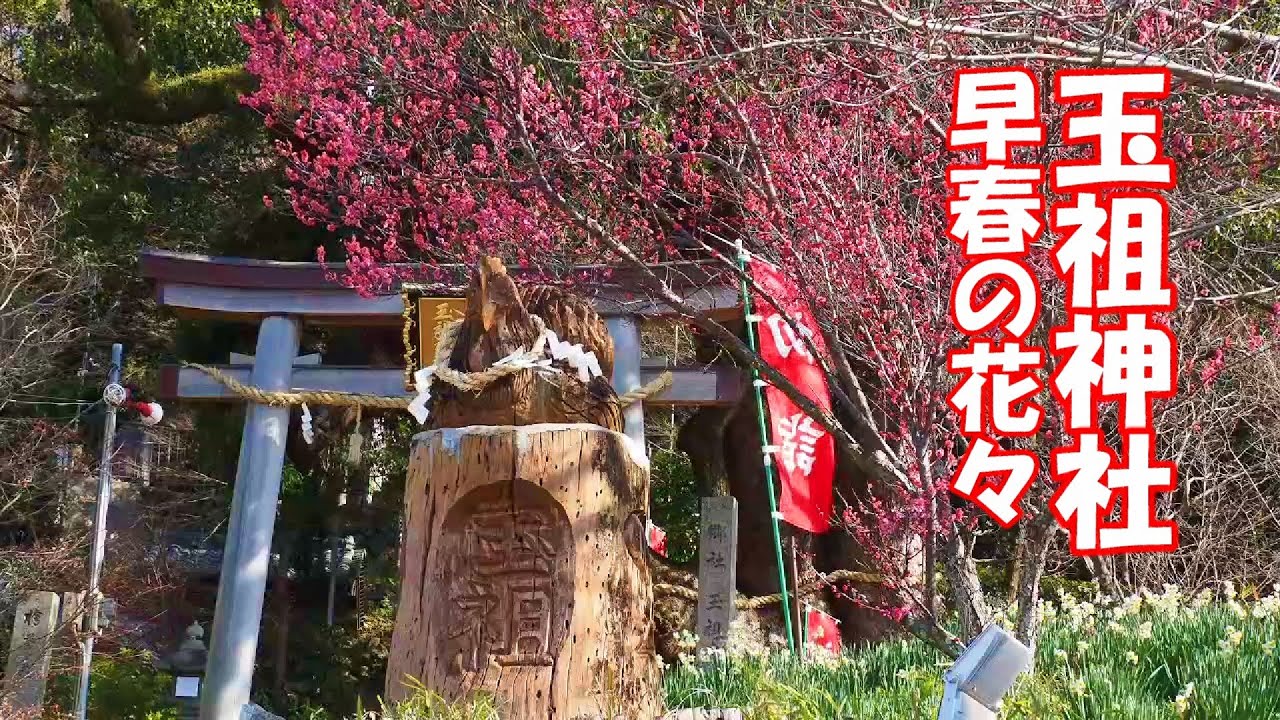 玉祖神社　スイセンと梅