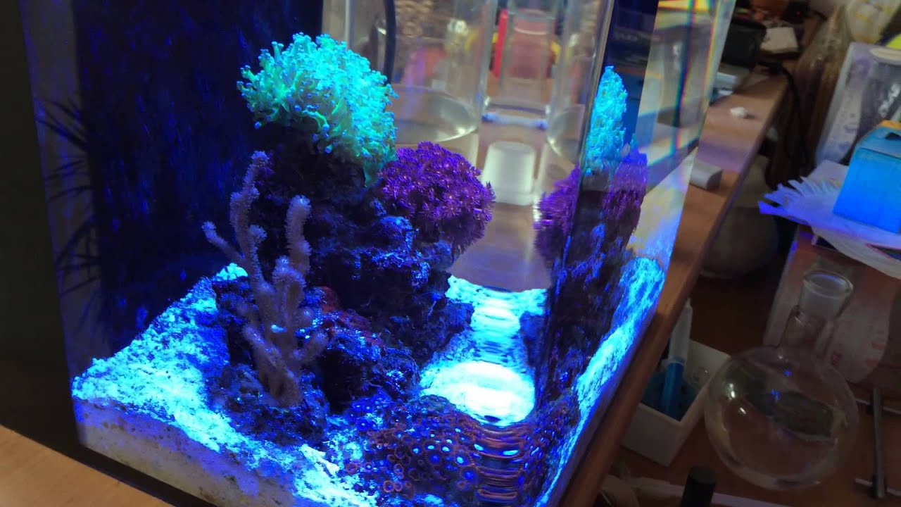 8G Nano & Kessil 160WE Tuna Blue