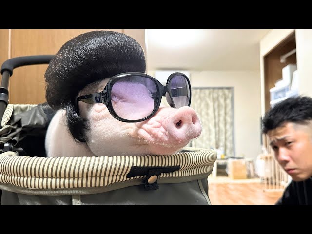 The rebellious phase has arrived] My pig