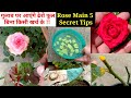 HEALTHY ROSE TOP 4 SECRET TIPS || गुलाब में आएंगे ढेरो फूल ||Best Aloevera Fertiliser For Rose Plant