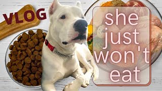 HOW TO ENCOURAGE A PICKY OR SICK  DOG TO EAT || My Dog Won