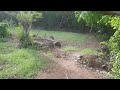 video de cortesía la palanca chirilagua san miguel