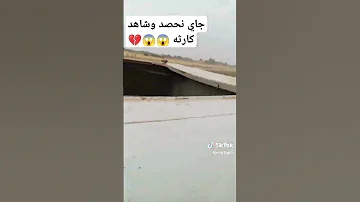 اخخ شبيك شبيك احبك يناسيني اشتراك بالقناة اكسبلور Funny ضحك النظافه ترند لايك نكت Wolf 