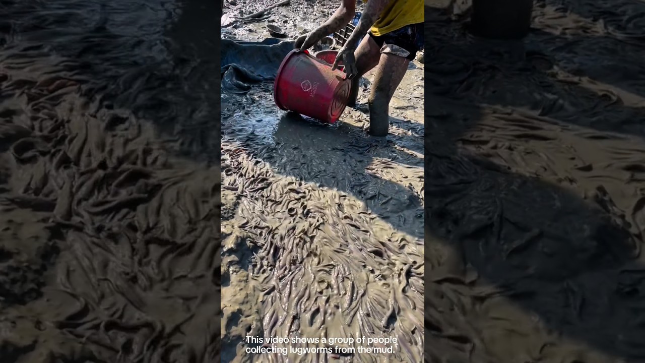 Lugworm fishing bait harvesting