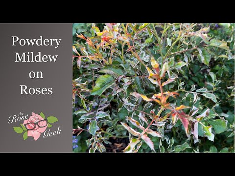 Video: Rose Powdery Mildew Symptom - Powdery Mildew Rose Treatment