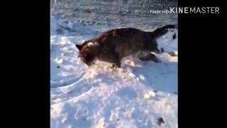 Frozen cat meme!