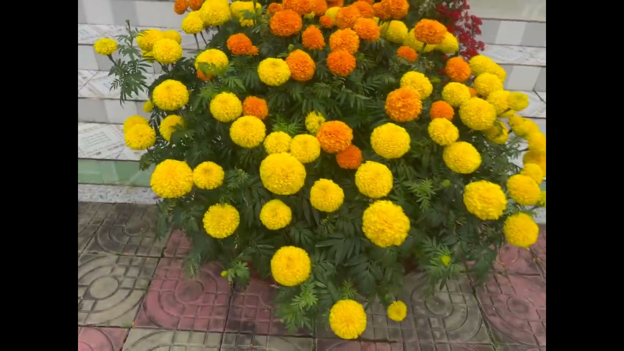 Mùng 6 Tết vạng sự như ý 