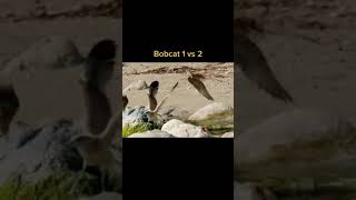 Bobcat BRAWL #shorts