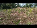 The place where I began(planted on August 2020, taken on 21st Nov.2021)