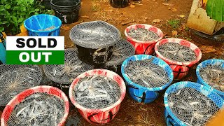 Harvest Time: Selling Catfish In Nigeria