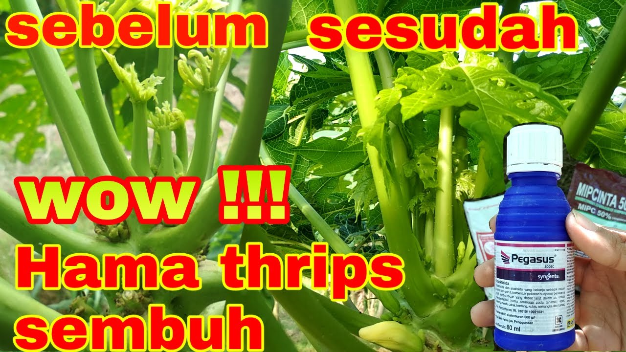 Perkembangan pepaya terkena hama thrips