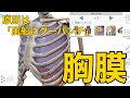 【胸膜】原則は「風船にグーパンチ」!