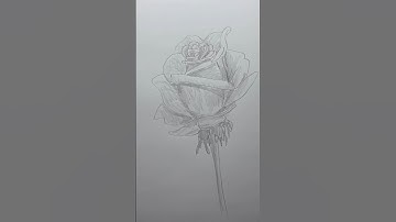 Teken een roos 🌹 Eenvoudige tekenles voor beginners over het tekenen van een roos. #tekenles