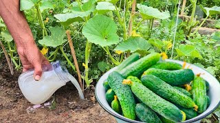 'Harvest HUGE Cucumber Yields with These 2 EASY Tricks!'