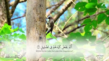 سورة الفيل - القارئ : عبدالعزيز بن سالم الزهراني