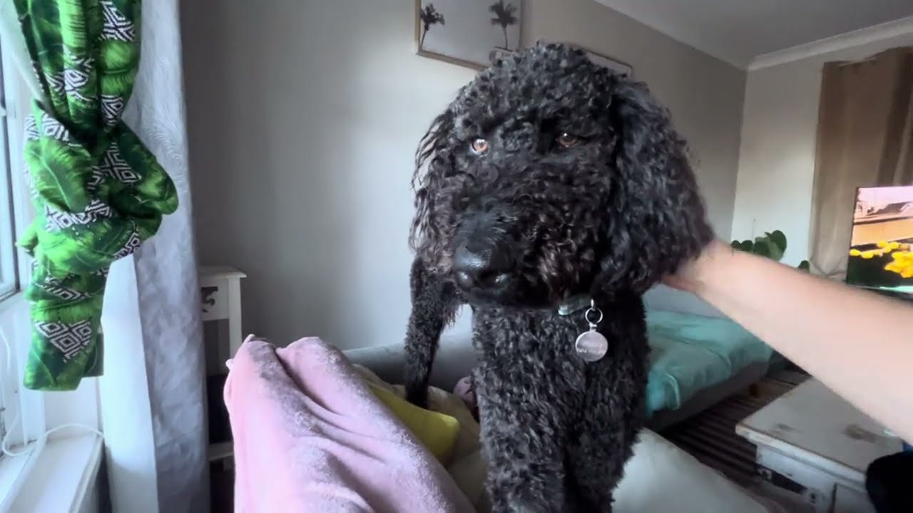 Ash comes home from work and Adam & Marli take the van up to Shield’s Automotive to fix