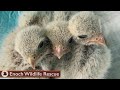 Kestrel Falcon Babies | Grow and Go!