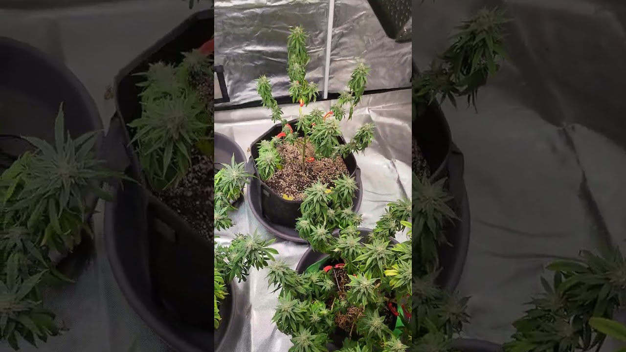 underwatered cannabis plants in week 6 of flower all from ILGM