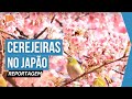 Cerejeiras no Japão encantam população e turistas