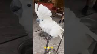 LUCU BANGET!! Ocong burung kaka tua Fadil Pinter Joget sampe ketawa ngakak!! 🤣 #shorts #fadiljaidi
