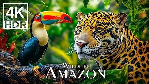 Amazon Rainforest: Realm of the Apex Predators | 4K Wildlife Documentary