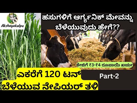 ವರ್ಷಪೂರ್ತಿ ಕೆಡದಂತೆ ಹಸಿಮೇವನ್ನುಕಾಪಾಡುವುದು ಹೇಗೆ? ಅದರ ಸಂಪೂರ್ಣ ವಿವರ ಇಲ್ಲಿದೆ