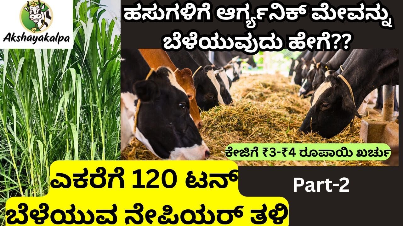 ವರ್ಷಪೂರ್ತಿ ಕೆಡದಂತೆ ಹಸಿಮೇವನ್ನುಕಾಪಾಡುವುದು ಹೇಗೆ? ಅದರ ಸಂಪೂರ್ಣ ವಿವರ ಇಲ್ಲಿದೆ