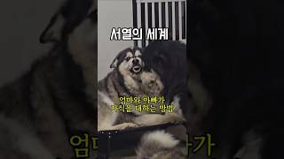서열의 세계(모견과 부견의 차이)