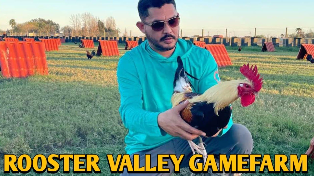 Grey Butcher Radio - ROOSTER VALLEY FARM - Texas - YouTube